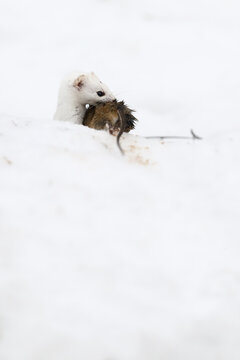 a weasel caught a wood mouse