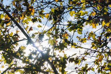 Stock photo of green leaves and tree branches illuminated by the sun.