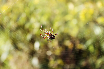 spider on the web