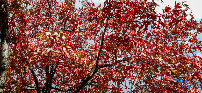 red tree leaf