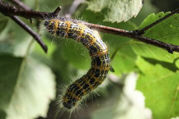 caterpillar on a branch