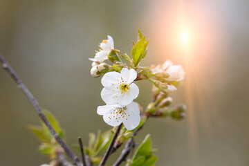apple blossom with sun glare