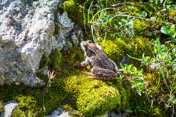 Common frog on a rock in french alps