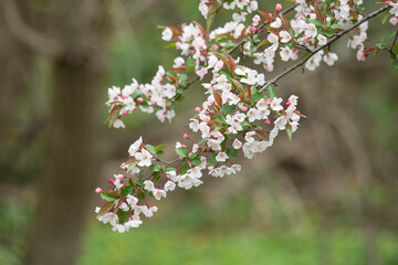 blooming cherry tree