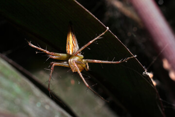 close-up Oxyopes javanus Troll, brown spider, eyes arranged in a hexagon pattern