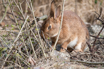 Wild Rabbit eating new tree shoots at Rottumerplaat the Netherlands