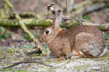Fototapeten Wild Rabbit eating new tree shoots at Rottumerplaat the Netherlands © Klaas
