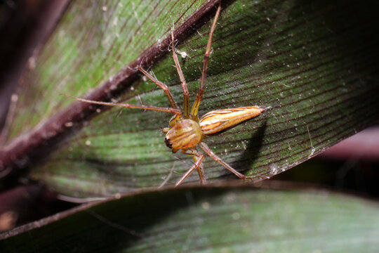 close-up Oxyopes javanus Troll, brown spider, eyes arranged in a hexagon pattern