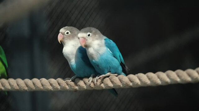 little colorful parrots sitting together and they have a romantic relationship