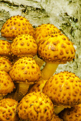 596-33 Golden Philiota Fungi on Birch Tree