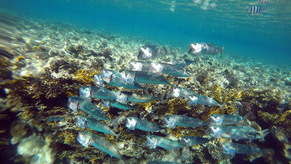 Tropical coral reef. Ecosystem and environment. Egypt. Near Sharm El Sheikh