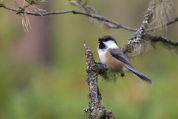 Obraz premium Siberian tit