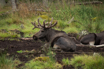 A moose lying on the ground