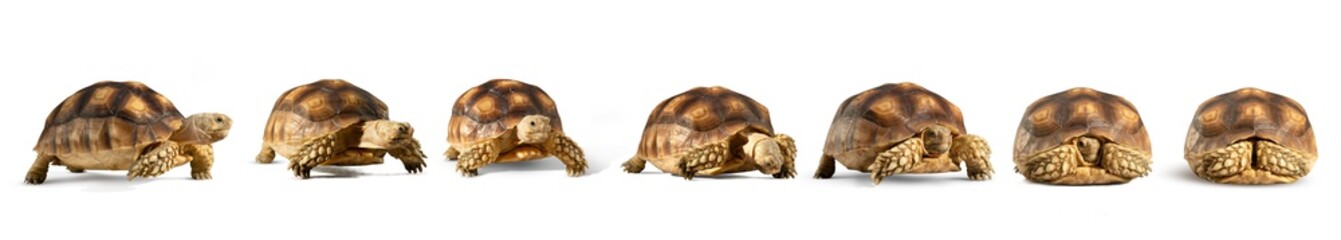 Collection of turtles (Centrochelys sulcata) isolated on white background. Turtle shrinking its head