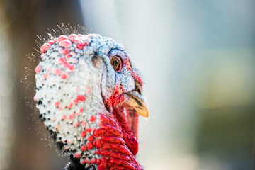 (Selective focus) Stunning close-up view of a turkey grazing on a farm in Italy. Portrait of a turkey on a blurred background.