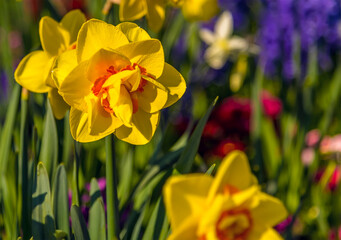 A close up of a spring daffodil with de-focused background near Warwick, Warwickshire UK