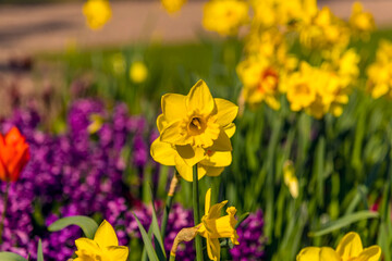 Fototapeta premium A close up of a spring daffodil with blurred background near Warwick, Warwickshire UK