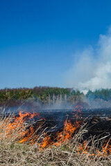 Burning field of dry grass and trees on the background of a large-scale forest fire. TWild fire due to hot windy weather in summer. 