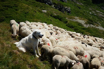 Chien patou de protection avec un troupeau de mouton dans les Alpes