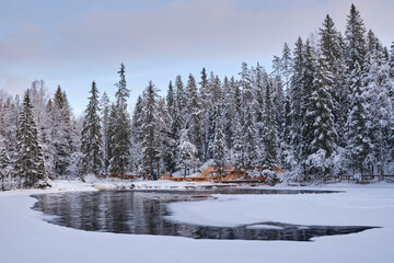Thawed patches on the ice of the Tohmajoki River against the backdrop of a beautiful winter spruce forest, near the Akhvenkoski waterfall. Ruskeala, Karelia.