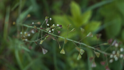 dew on the grass