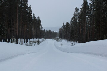 snow covered trees