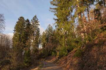 Wanderweg im Wald