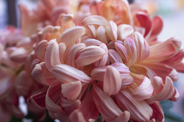 Crisântemo cor de rosa.