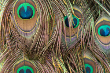 Fototapeta premium Colorful mosquito feathers, Pattern