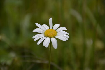 fleur 17