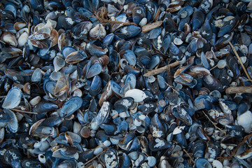 Texture of blue mussel seashells.