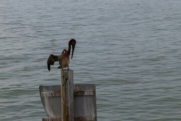 Pelican sitting on pole in the ocean 