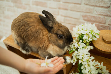 The Brown Bunny sniffs the spring bloom.