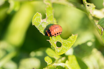 Insect pest Colorado beetle eats green leaves of potatoes in a summer garden