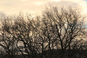 Fototapeta na wymiar sunset silhouette of a tree