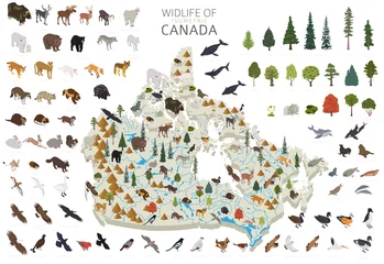 Fotobehang Isometric 3d design of Canada wildlife. Animals, birds and plants constructor elements isolated on white set. Build your own geography infographics collection. © a7880ss
