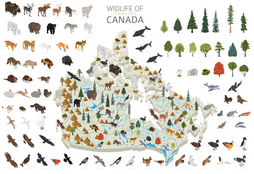 Isometric 3d Design Of Canada Wildlife. Animals, Birds And Plants Constructor Elements Isolated On White Set. Build Your Own Geography Infographics Collection.