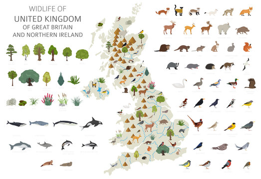 Flat design of United Kingdom wildlife. Animals, birds and plants constructor elements isolated on white set. Build your own geography infographics collection.