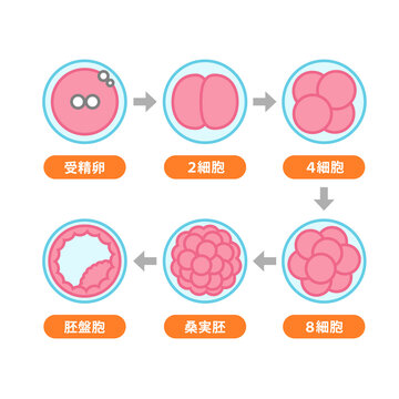 受精卵〜胚盤胞の成長過程のイラスト