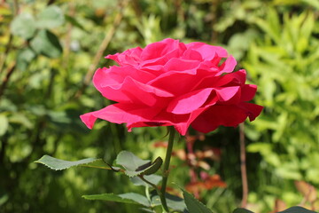 Obraz premium pink rose in the garden