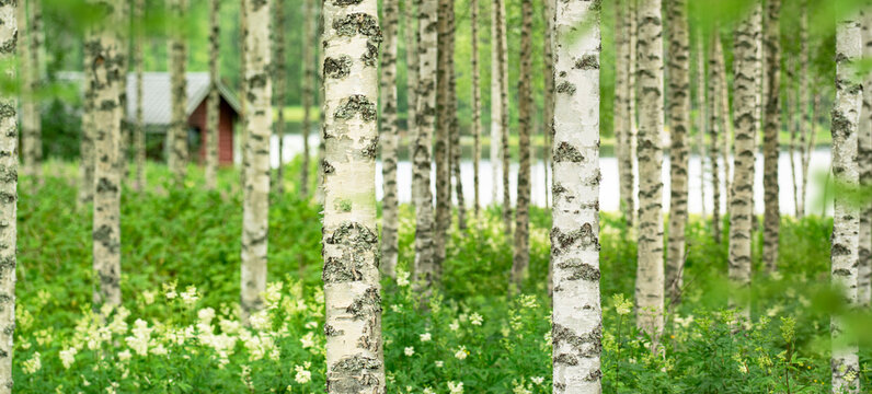Sauna mitten im Birkenwald  an einem See in Finnland