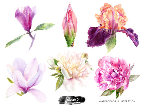 Flowers set watercolor illustration isolated on white background