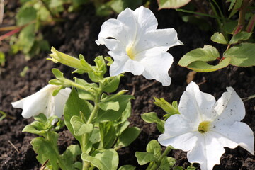 white petunia flowers in the garden