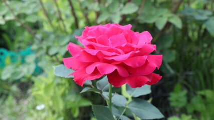 red rose in the garden