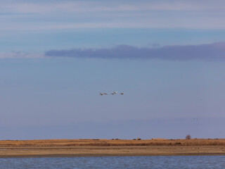 A flock of swans and ducks flying against the background of the sky with clouds