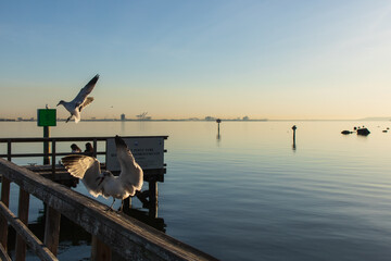 Seagulls and the dock