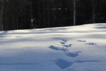 tracks in the snow