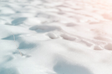 Snowy field with one plant sticking out