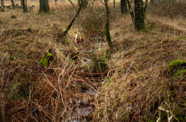 A winter picture of a small stram of water in the forest. Picture from Scania county, Sweden