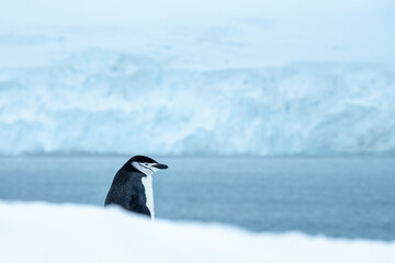 A lonely chinstrap penguin in Antarctica is looking out over the water. What is he thinking of? Is...